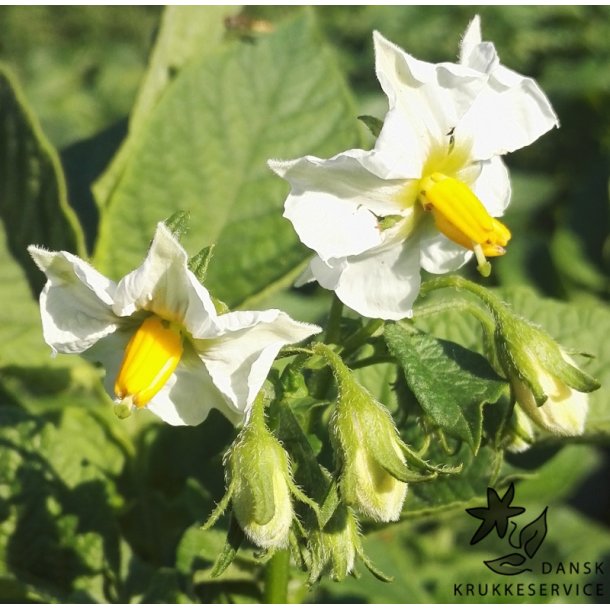 Allians L�ggekartofler, s�k med 10 kg