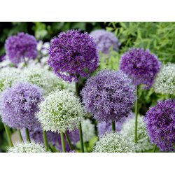 Blomsterl�g Oprydningspakke 2 (stor)