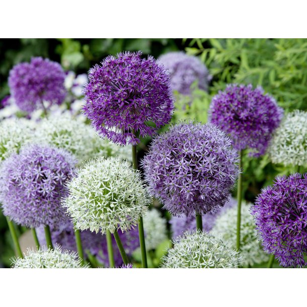 Blomsterl�g Oprydningspakke 2 (stor)