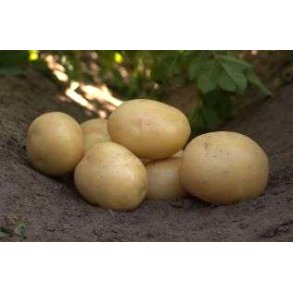 Ally L�ggekartofler 1,5 kg