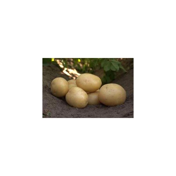 Ally L�ggekartofler, s�k med 10 kg