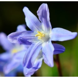 Blomsterl�g Oprydningspakke Insektvenlig