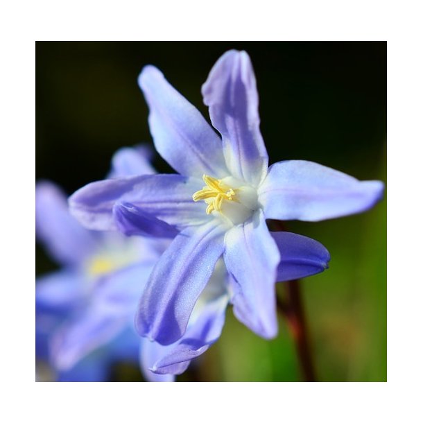 Blomsterl�g Oprydningspakke Insektvenlig