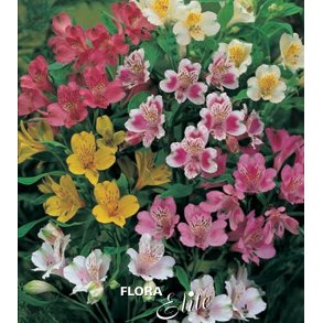 Alstroemeria - Inkalilje