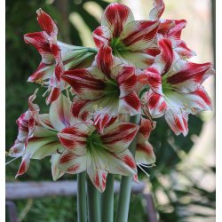 Hippeastrum Ambiance