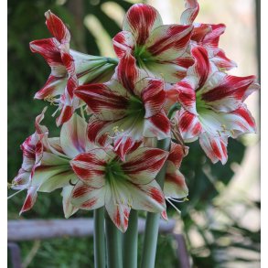 Hippeastrum Ambiance