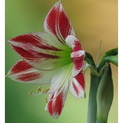 Hippeastrum Ambiance