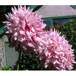 Dahlia American Dream