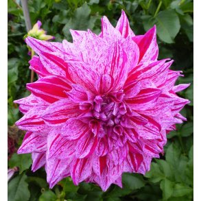 Dahlia American Dream