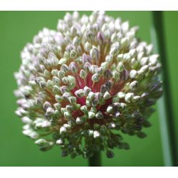 Prydlg ampeloprasum - Porrelg