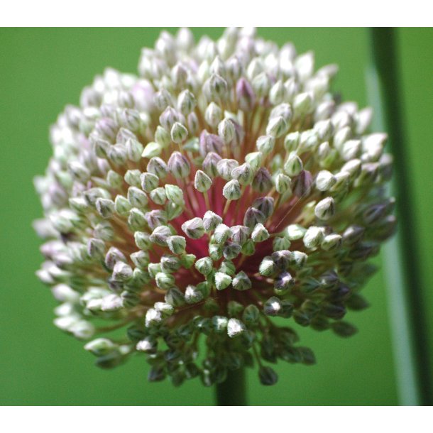 Prydlg ampeloprasum - Porrelg