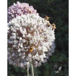 Prydlg ampeloprasum - Porrelg