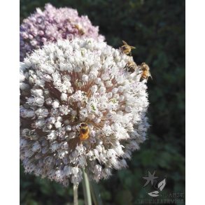 Prydlg ampeloprasum - Porrelg