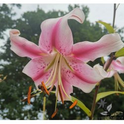 Lilium O/T Anastasia