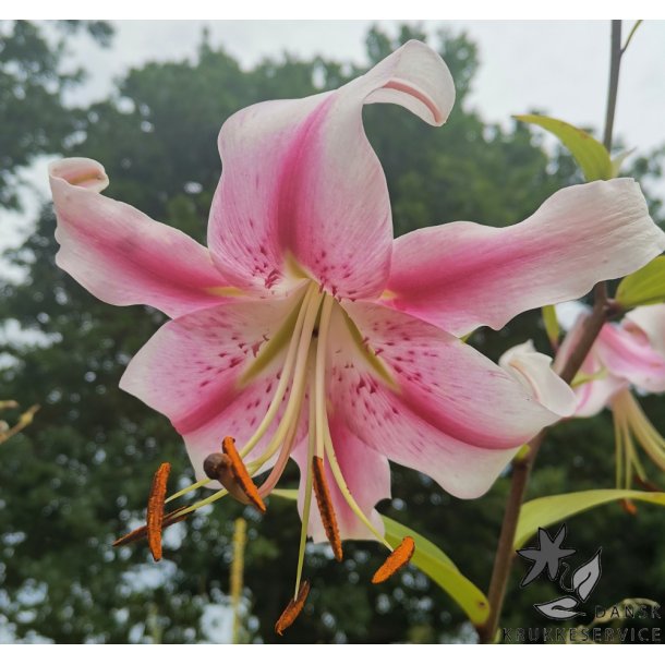 Lilium O/T Anastasia