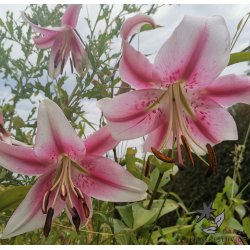 Lilium O/T Anastasia
