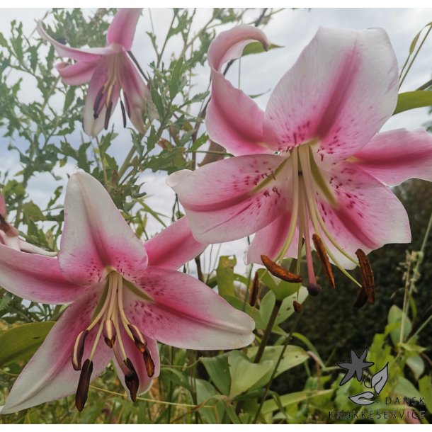 Lilium O/T Anastasia