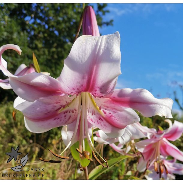 Lilium O/T Anastasia