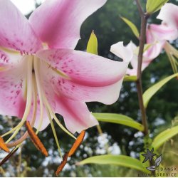 Lilium O/T Anastasia