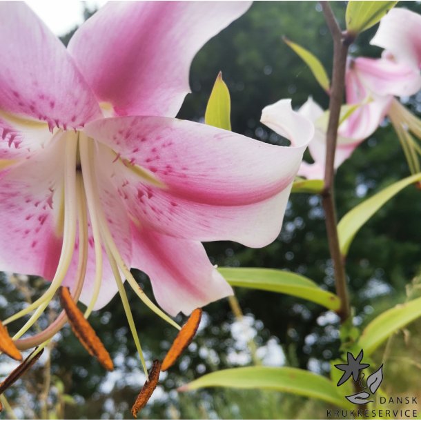 Lilium O/T Anastasia