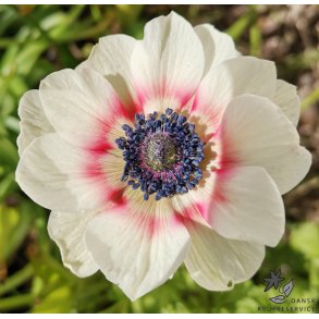 Anemone Bicolor