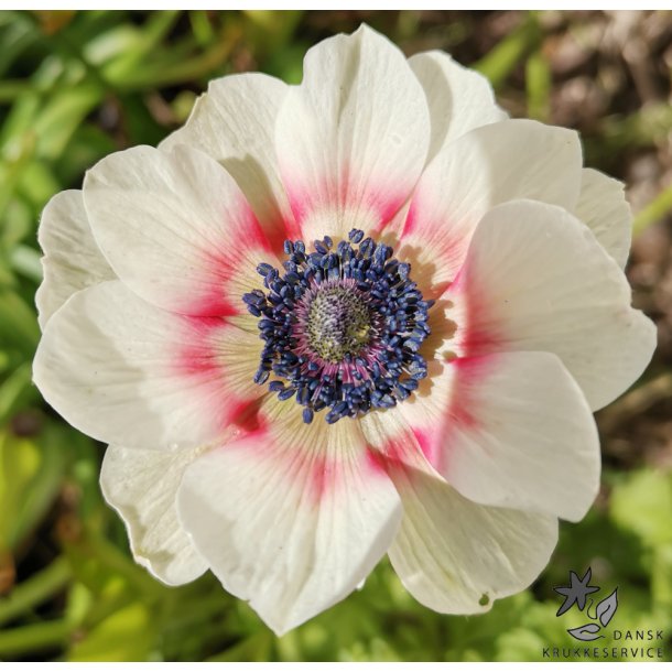 Anemone Bicolor