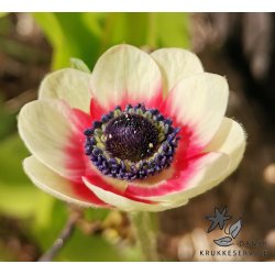 Anemone Bicolor