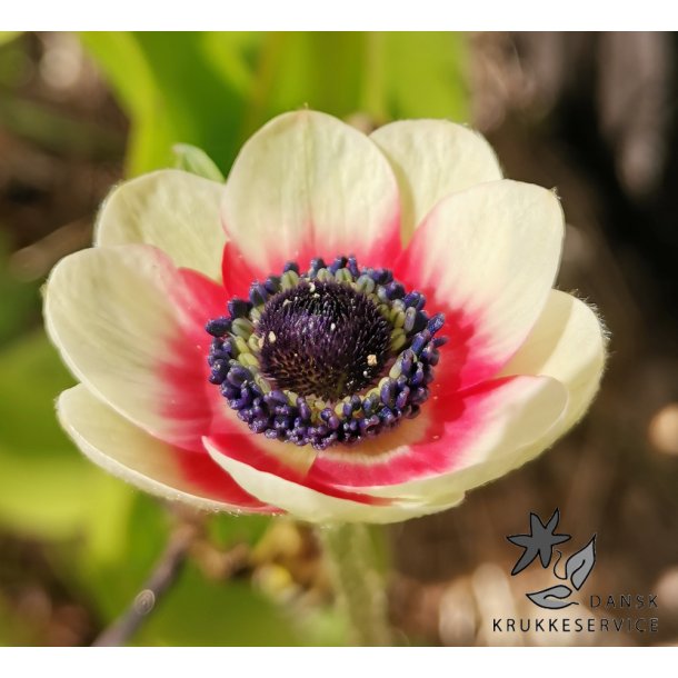 Anemone Bicolor