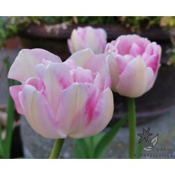 Tulipan Ang�lique