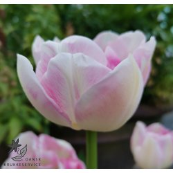 Tulipan Ang�lique