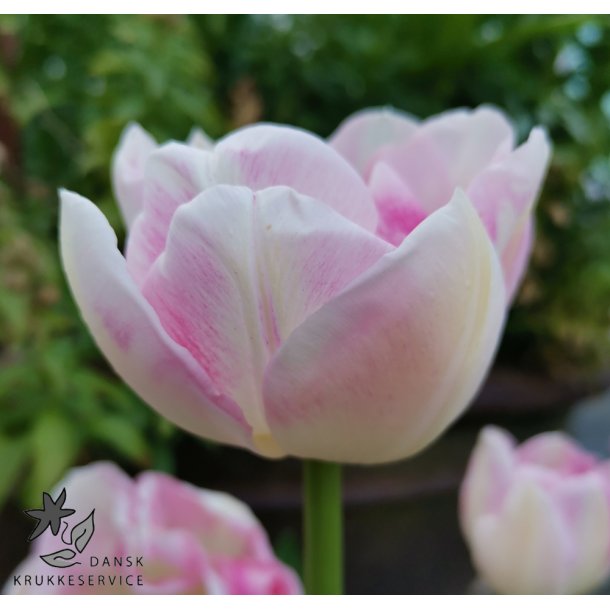 Tulipan Ang�lique