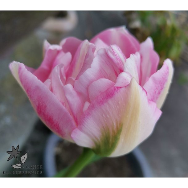 Tulipan Ang�lique