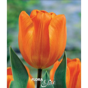 Tulipan Annie Schilder