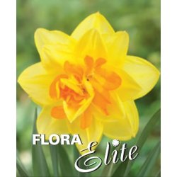 Dobbelt Pskelilje Apotheose