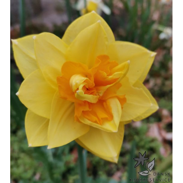 Dobbelt Pskelilje Apotheose