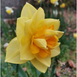 Dobbelt Pskelilje Apotheose