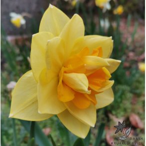 Dobbelt Pskelilje Apotheose