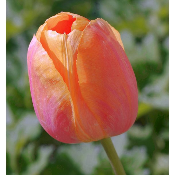 Tulipan Apricot Impression