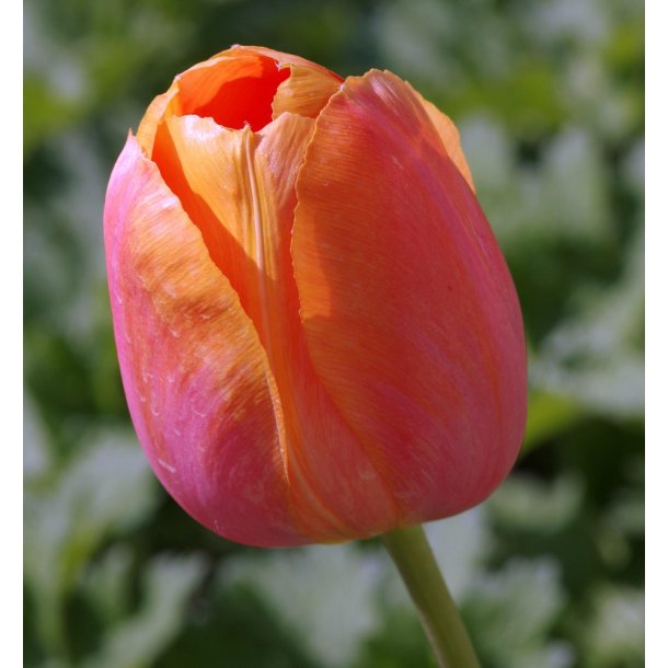 Tulipan Apricot Impression