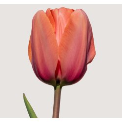 Tulipan Apricot Impression