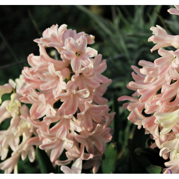 Hyacint Apricot Passion