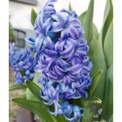 Hyacint Aqua