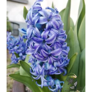 Hyacint Aqua