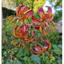 Arabian Knight, Martagonlilje