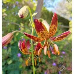 Arabian Knight, Martagonlilje