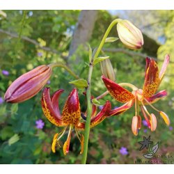 Arabian Knight, Martagonlilje