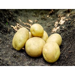 Argana L�ggekartofler 1,5 kg