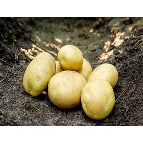 Argana Lggekartofler 1,5 kg