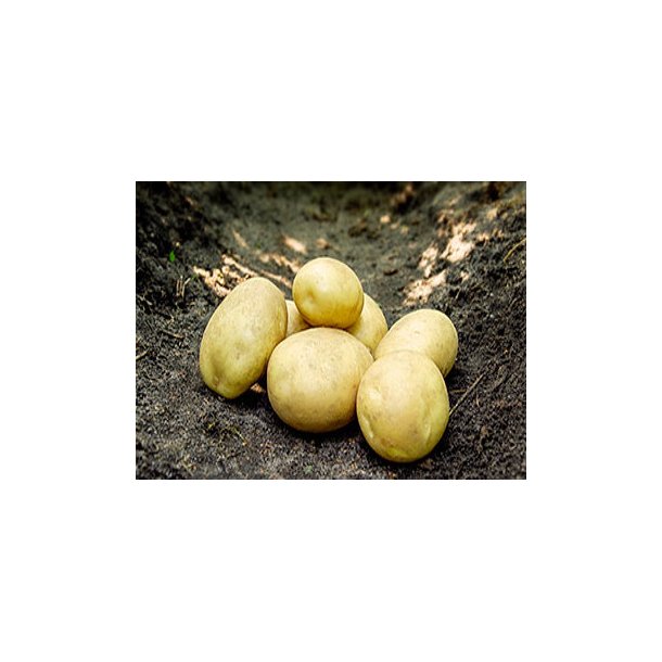 Argana Lggekartofler 1,5 kg