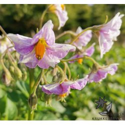 Argana L�ggekartofler 1,5 kg